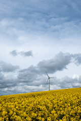 rapeseed oil plants and wind turbine cornwall uk  