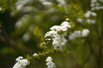 Weiße Blumen im Garten, Frühling