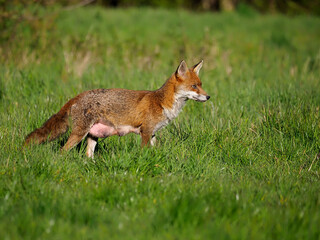 Red fox, Vulpes vulpes