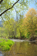 Sunny spring landscape. Trees at riverbank. At the River Enz in Oberriexingen, South Germany