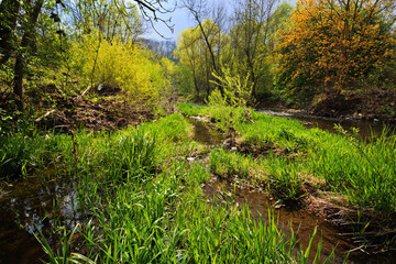 Sunny spring landscape. Trees at riverbank. At the River Enz in Oberriexingen, South Germany