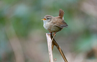 Wren,Troglodytes troglodytes