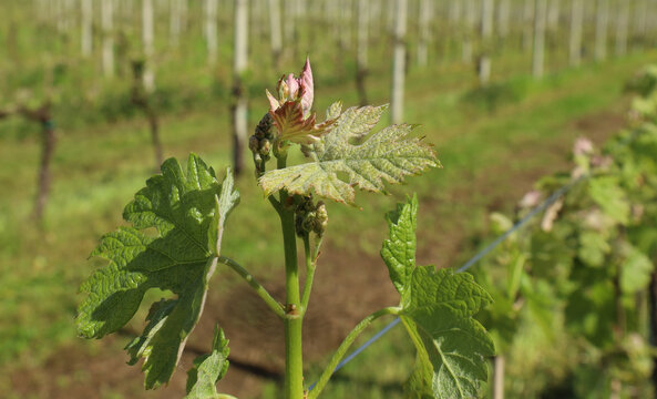 Sprouts, buds and leaves of grapes in the vines in spring 