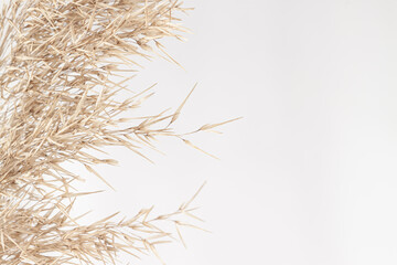 Obraz premium Dry cane reed rush golden heads with fluffy buds on light background macro and place for text
