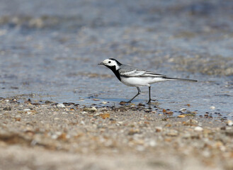 white wagtail (Motacilla alba) walks along the shore of the estuary. Close up photo