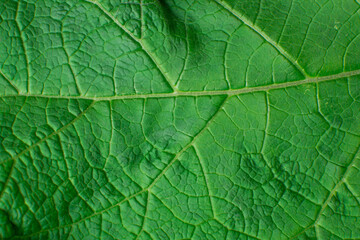 Naklejka na ściany i meble Green leaf background. Ecology and nature concept with copy space, clese-up view