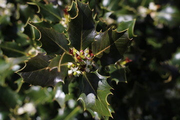 weiße Blume mit spitzen grünen Blättern