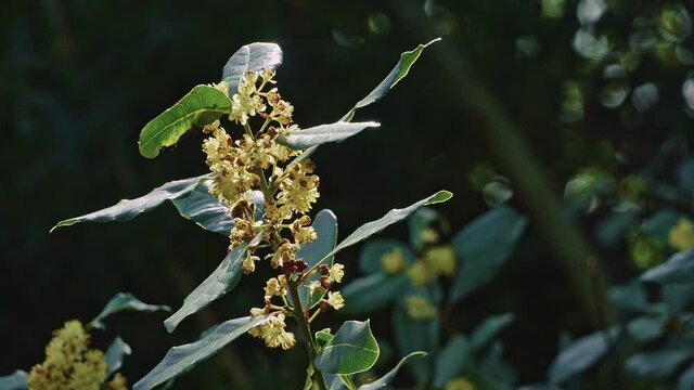 A bee sucks the nectar of the fragrant Laurel flowers. Flowering Laurel, Laurus nobilis L., is an aromatic and officinal plant belonging to the Lauraceae family. Abruzzo, Italy, Europe