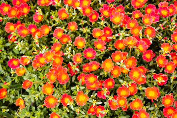 Common Purslane, Little Hogweed, reddish orange.