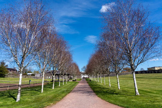 Line of Himalayan Birch trees (Betula utilisat) along a pathway at the National Botanic Garden of Wales which is a popular travel destination tourist attraction landmark, stock photo image