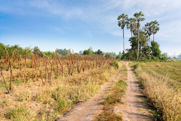 View of the countryside pathway and jujube garden with cut trees and leaves.