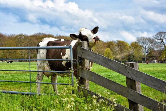 Typical Dutch landscape with a cow near the fence Typisch Hollands landschap met koe bij het hek. Netherlands, Holland, Europe
