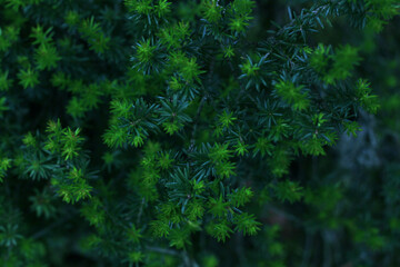 Fototapeta na wymiar grünes Moos, Pattern