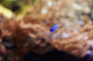 Baby Chrysiptera parasema, yellow-tailed blue damsel fish of the Pomacentridae family