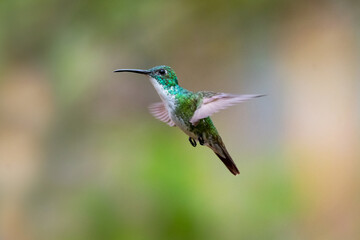 Fototapeta na wymiar A White-chested Emerald hummingbird (Amazilia brevirostris) hovering with soft colors blurred in the background. Tropical bird in flight. Small colorful bird.