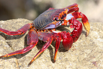 rote_Klippenkrabbe
