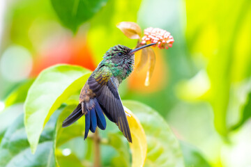 Fototapeta premium A juvenile Copper-rumped hummingbird (Amazilia tobaci) stretching and preening in a colorful tropical setting. Small bird perching. Wildlife in nature.