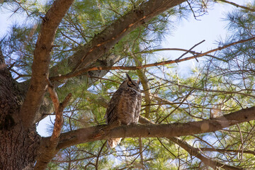 Fototapeta na wymiar Great horned owl hidden in the crowns of a tree.