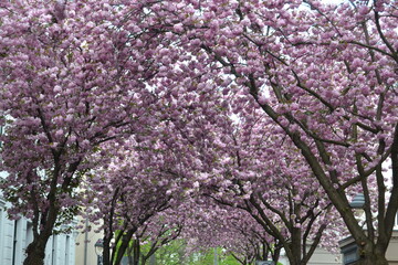 Cherry blossoms pink in background sky without sun but azure blue