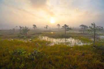 Foggy morning at a swamp