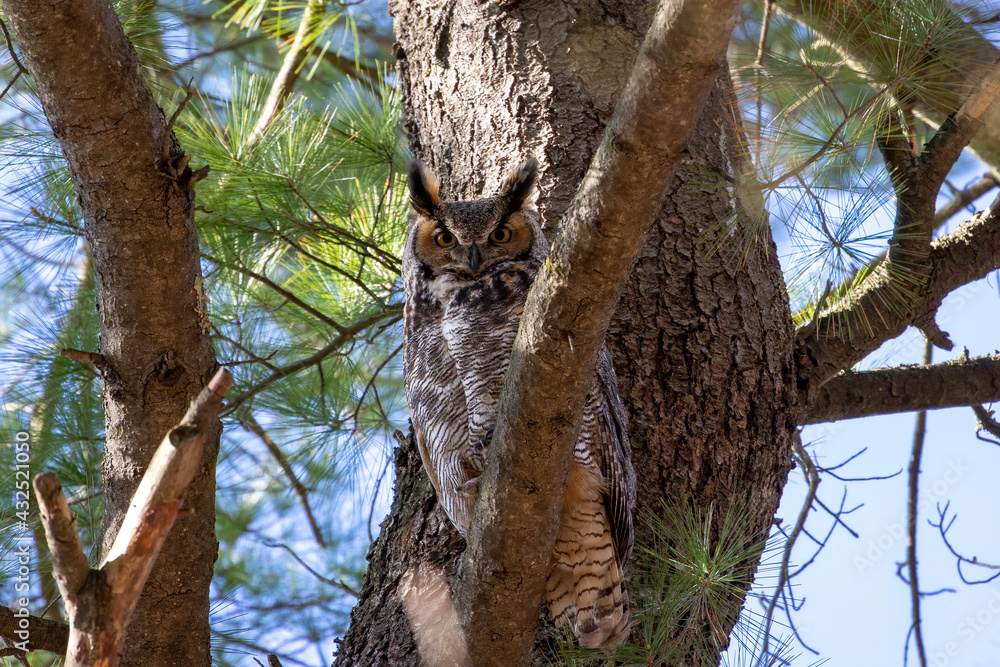 Canvas Prints Great horned owl hidden in the crowns of a tree.