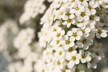 weiße Blumen im Garten