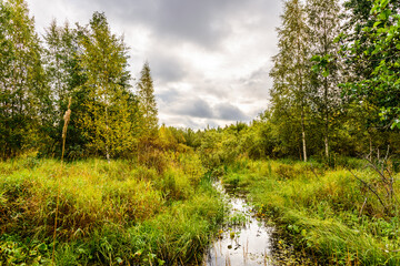 Small creek passes through a wooded swampy terrain overcast in the morning. View from the shore