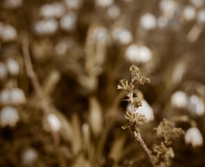 Dim light, dark green, аbstract plant in dim green colors.