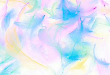 Fototapeta na wymiar Colorful feathers On a white background