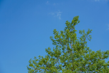 新緑と青空
