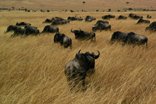 Wildebeest Migration, Kenya