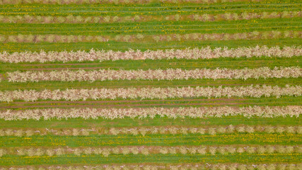 Aerial Top-Down View of an Apple Orchard with Neatly Arranged Trees