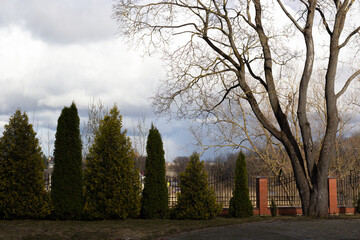 landscape with trees, hedge and cloudy sky