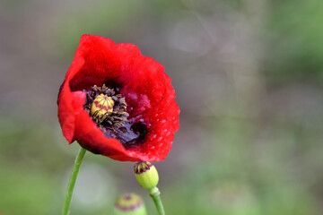giant red poppy in the field