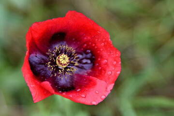 giant red poppy in the field