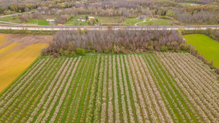 Aerial Top-Down View of an Apple Orchard with Neatly Arranged Trees