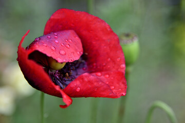 giant red poppy in the field