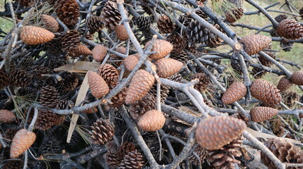 Natural Dry pine cones on the pine tree branch in the forest in a summer day. Brown nature background