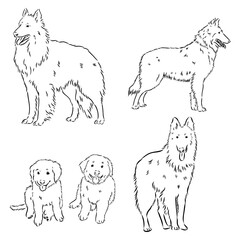 Sketch of Belgian Shepherd dog, Hand drawn illustration.