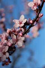 rosa Blüten im Frühling während der Kirschblüte