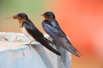 swallow on the roof