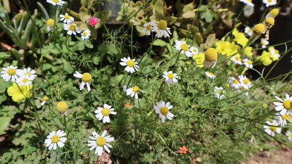 Daisy flowers in a sunny day in Istanbul, Turkey. Blooming daisy flowers in spring time. Field with daisy at summer time. 