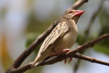 bird on a branch