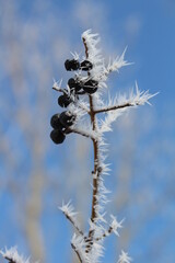 spitze Eiskristalle im Winter