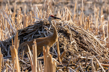 The sandhill crane (Antigone canadensis) near the nest Natural scene from Wisconsin during 