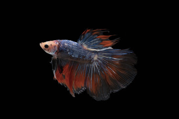 Fototapeta premium Half moon colourful betta or Thailand fighting fish on back blackground with clipping path.