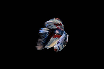 Front side of half moon white, red and blue betta or Thailand fighting fish on black background with waft tail and clipping path.