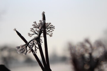 spitze Eiskristalle im Winter