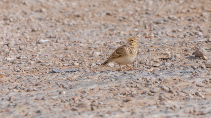 Single mature lark on asphalt