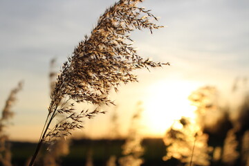 Sonnenuntergang hinter Gräsern